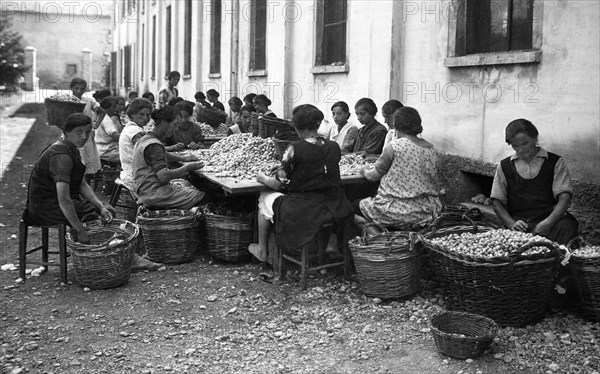 sericulture, 1939