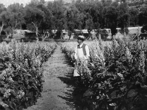 industry of vallecrosia, clary, 1910-1920