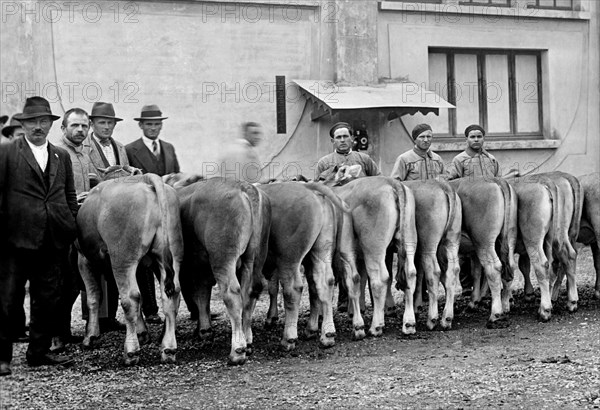 génisses et jeunes taureaux élevés à la foire agricole de milan, 1933