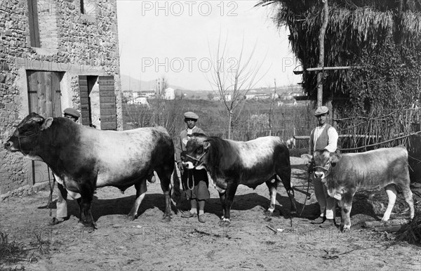 italie, bétail alpin, 1920 1930