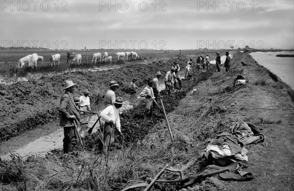 italie, veneto, rovigo, mise en valeur des terres, 1920