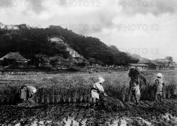 asie, chine, récolte de riz, 1930 1940