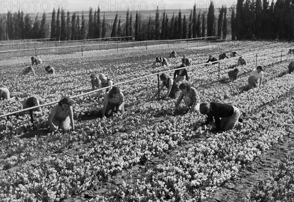 moyen-orient, israel, culture de fleurs en emek, 1950