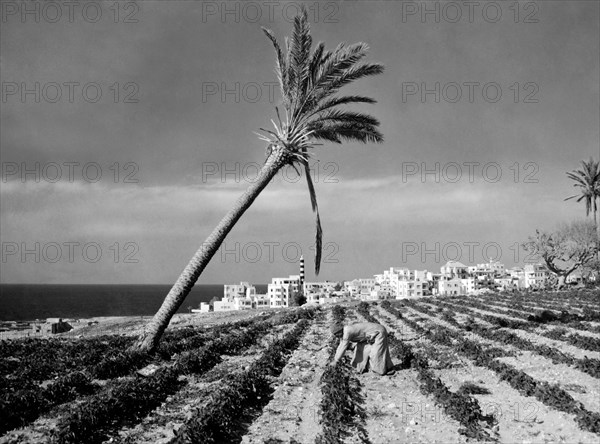 moyen-orient, liban, beyrouth, vue du sud de la ville, 1961