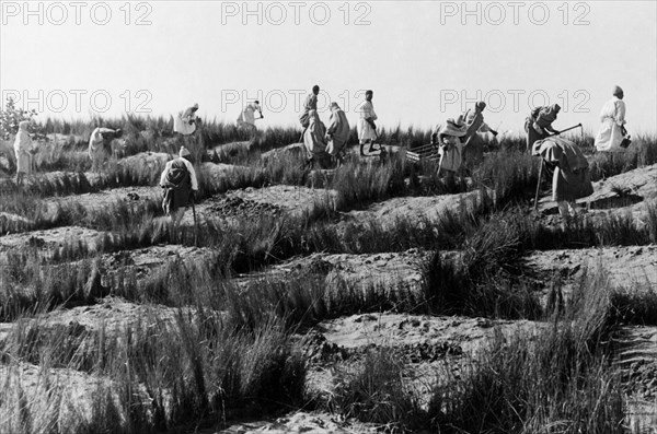 afrique, libye, hommes au travail jetant des ponts sur les dunes, 1930