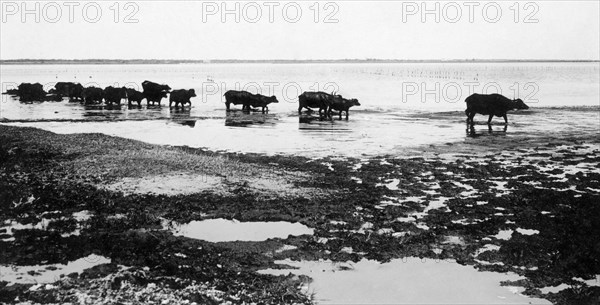 italie, campanie, giugliano, lac patria, buffles au pâturage, 1930 1940