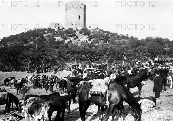 italie, sicile, enna, foire aux bestiaux, 1920 1930