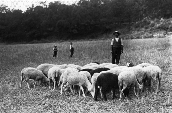 italie, basilicate, chiaromonte, un petit troupeau avec son berger, 1920 1930