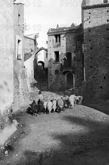 europe, italie, calabre, san giovanni in fiore, berger au village, 1910 1920