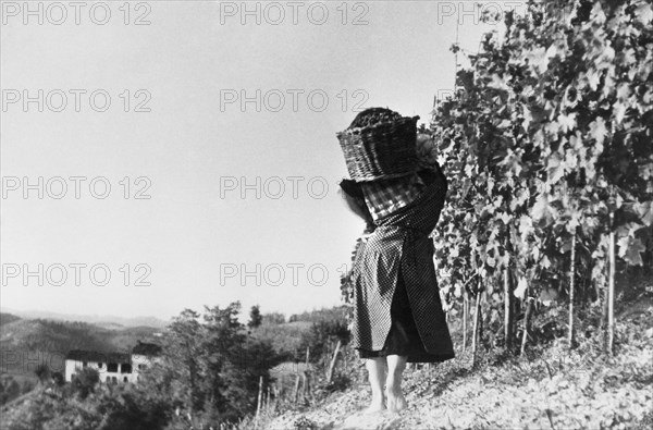 europe, italie, piedmont, asti, vendanges, 1920 1930