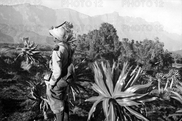 afrique, ethiopie, végétation de la région de mesciaha, 1920 1930