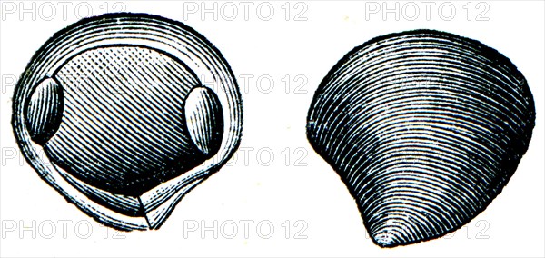 Bivalvia - Yoldia arctica.