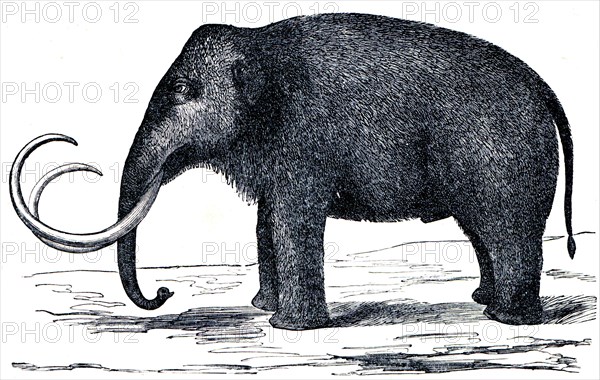 Woolly mammoth.