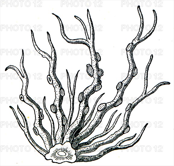 Roccella tinctoria.