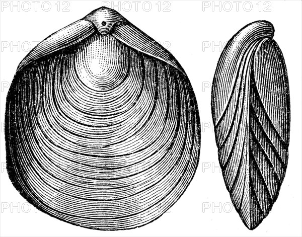 Terebratula numismalis, Brachiopod.