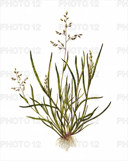 Annual meadow grass