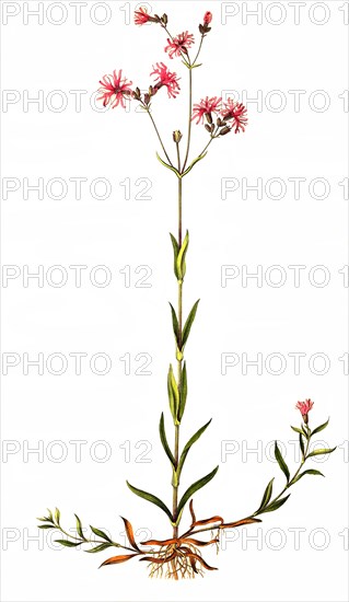 Cuckoo Campion