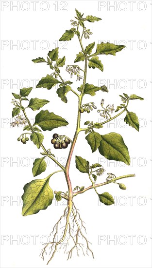 Black Nightshade or Black Nightshade