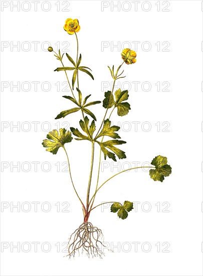 Gold Ranunculus