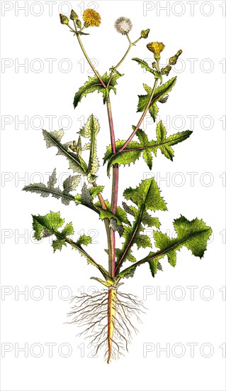 Vegetable Sowthistle