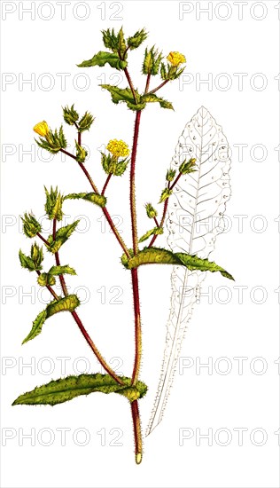 Viper's Bugloss bitterweed