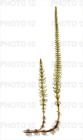 Common fir frond