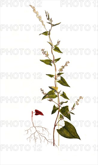 Bindweed knotweed or field knotweed