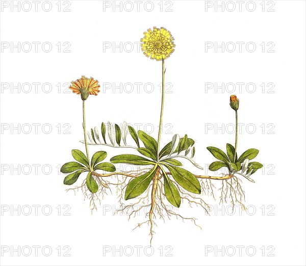 Little hawkweed