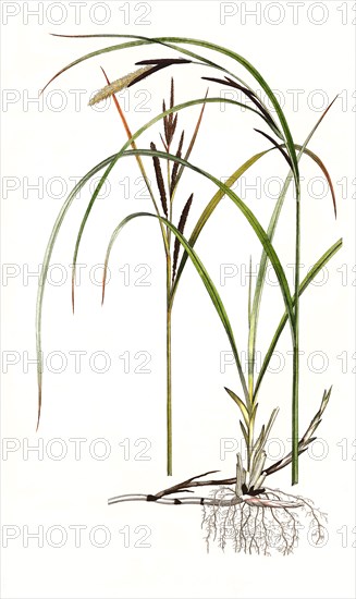 Spiked Sedge