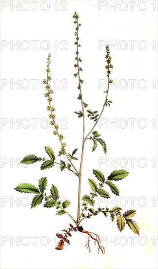 Agrimony