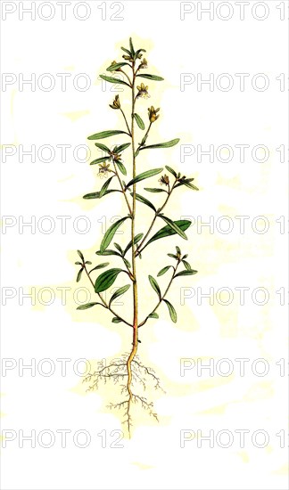 Little toadflax