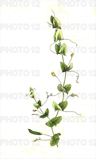 Vine Vetchling