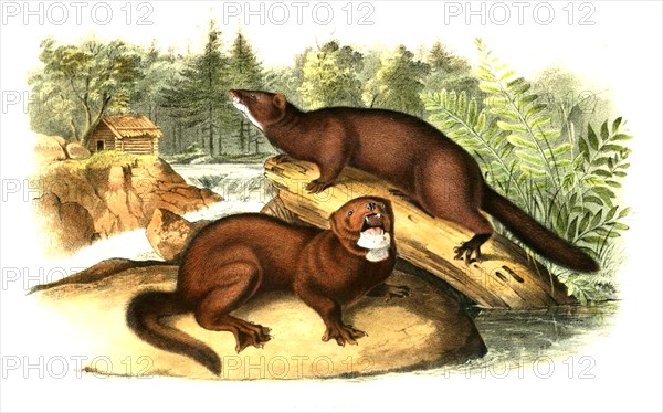 American mink or mink