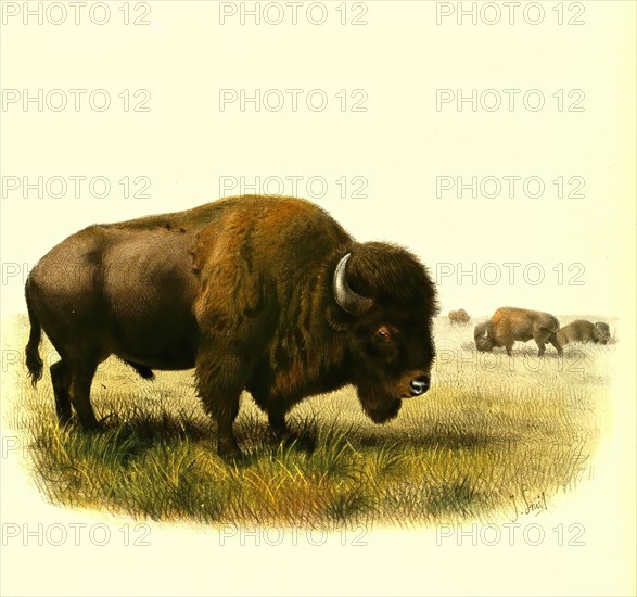 American bison