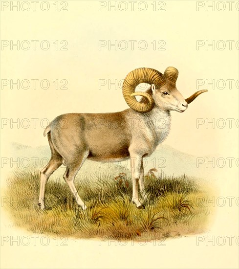 Altai-Argali