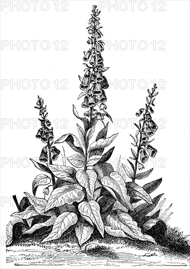 Digitalis purpurea