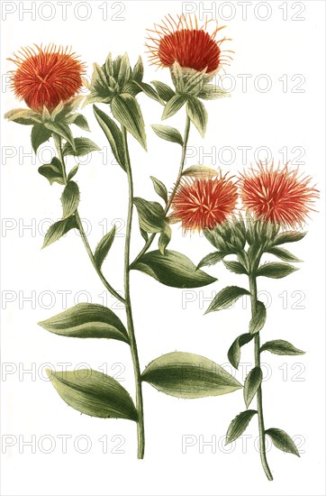 Carthamus sativus safflower