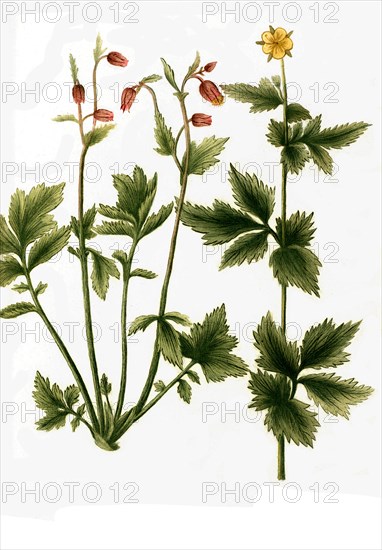 Caryophillata aquatica nutante flore purpureo Brook avens Geum rivale