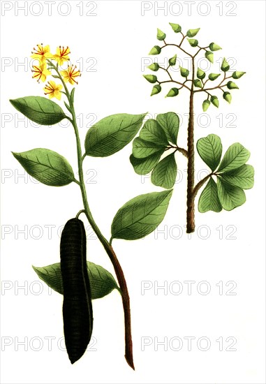 Cassia fistula