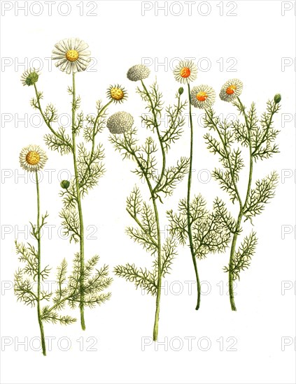 different types of chamomile