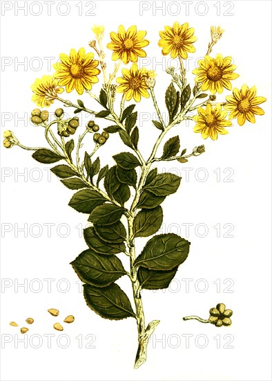 Chrysanthemoides africanum osteospermum arboreum / Chrysanthemoides africanum osteospermum arboreum