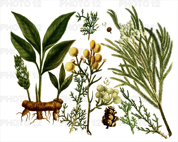 various plants of the cypress family