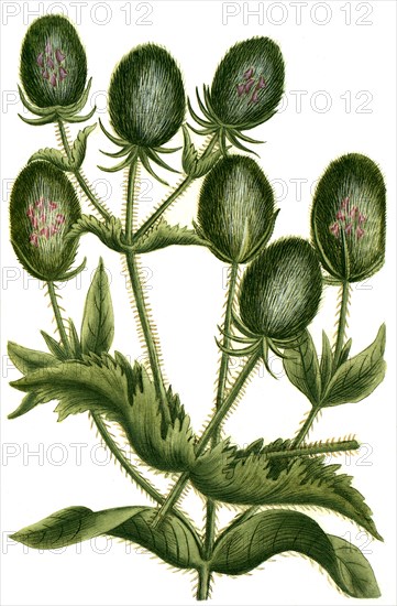 Dipsacus sativus flore rubro Weber teasel