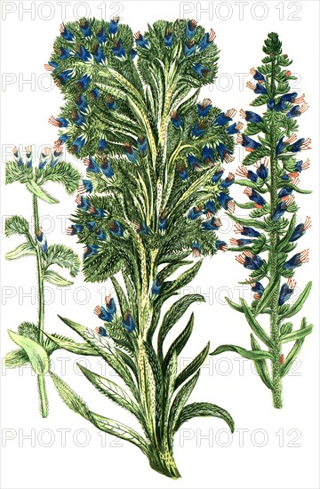 Common Viper's Bugloss