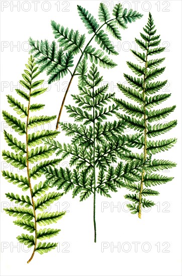 True Male Fern