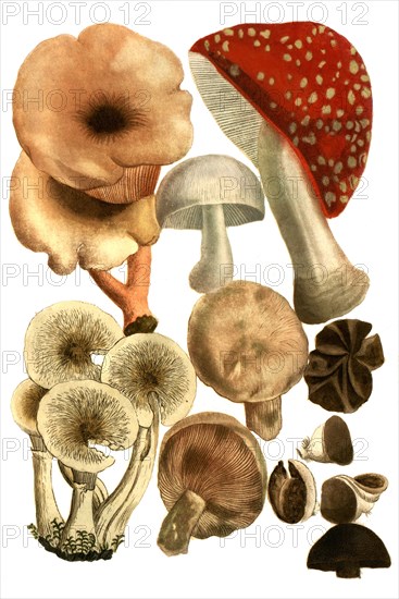 Mushrooms