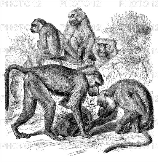 Steppe Baboon