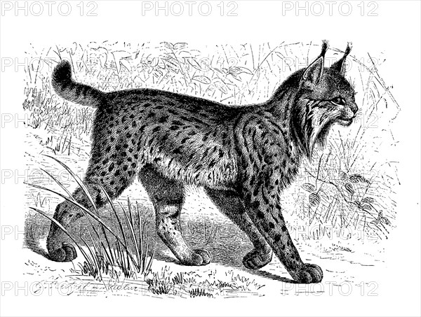 Iberian Lynx