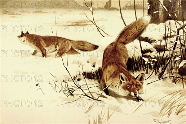 Red Fox