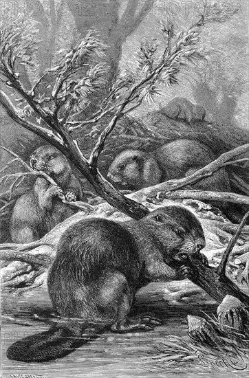 European Beavers